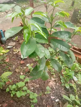 Tanaman sirsak,nangka,alpukat