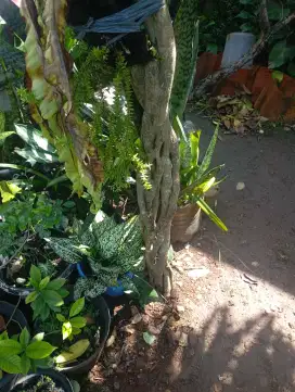 Pohon beringin antik
