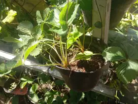 Tanaman strawberry