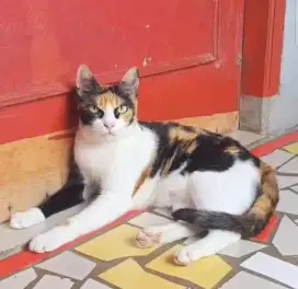 Kucing calico mix persia cantik sekali