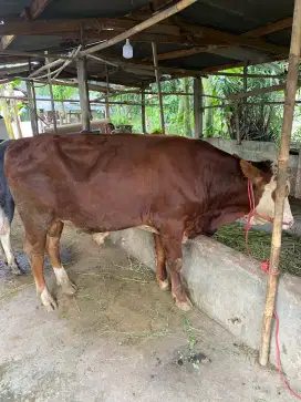 Sapi siap qurban dan potong 3 ekor 65juta