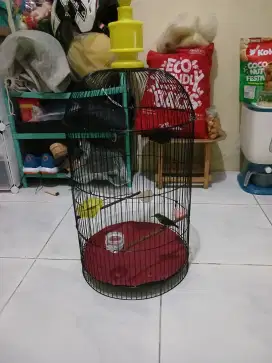 Burung kolibri masih ijoan