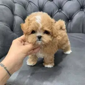 DIJUAL ANJING MALTESE MIX SHIHTZU