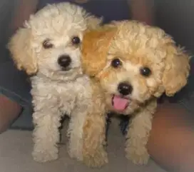 DIJUAL ANJING POODLE