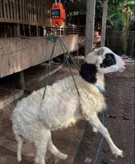 domba kiloan 30-50 kilo siap hewan qurban 2025 rawatan kandang manteb