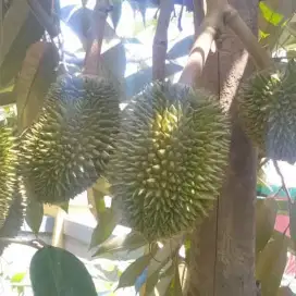 Dijual Lahan Tanah terdapat sumber mata air atau Kebun Duren