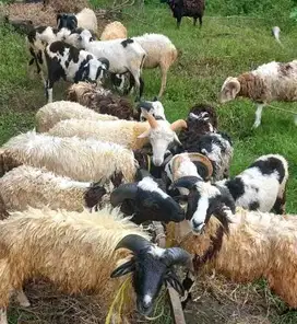 domba qurban kiloan 30-50 kilo 1 tahunan siap hewan kurban 2025 puas
