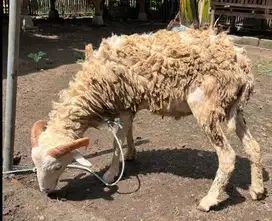 domba jantan 30-50 kilo 1 tahunan siap hewan akikah hajatan nazar puas