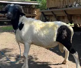 domba jantan 30kiloan siap potong nazar aqiqahan sedekahan jamin puas