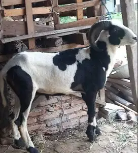 domba kiloan siap qurban 30-50kilo 1 tahunan kurban manteb 2025 puas