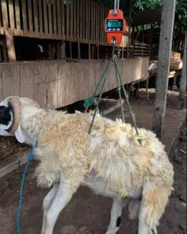 domba kiloan siap qurban 30-50kilo 1 tahunan kurban manteb 2025 puas