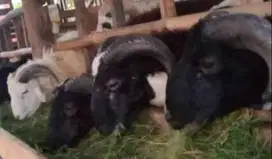 domba qurban kiloan 30-60kilo siap domba kurban terbaik 2025 rawatan
