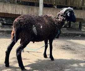 domba jantan 30-60 timbang siap domba aqiqah nazar hajatan sedekahan