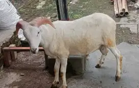 domba jantan bobot 30-50kilo timbang real siap potong akikahan nazar