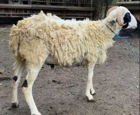 domba qurban 30-50 kiloan timbang hidup siap hewan qurban terbaik 2025