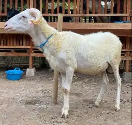 domba qurban 30-50kiloan siap hewan kurban terbaik 2025 rawatan manteb