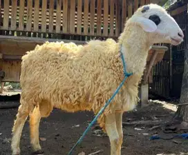 domba jantan 30-50kiloan siap hewan qurban terbaik 2025 rawatan manteb