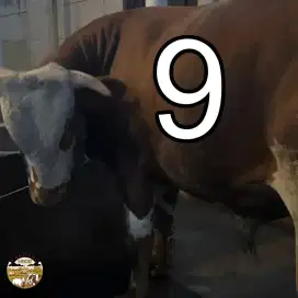 Sapi Qurban no 9