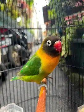 Lovebird Dakori Grade B