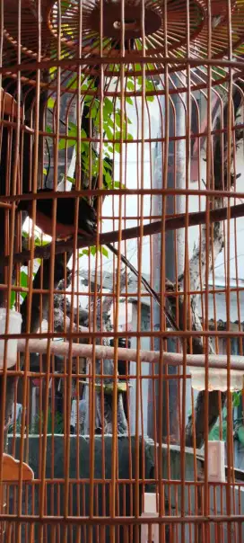 Jual fulset murai medan