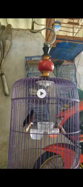 Jual burung konin dada merah gacor dor ex masteran murai. Fulset 240
