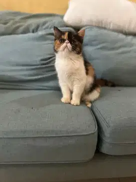 Anak Kucing Persia Peaknose Exotic Ped CFA