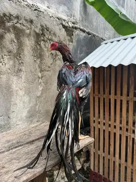 Ayam ekor lidi 8 bulan jumbo