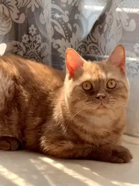 BSH British Cinnamon Male Ped WCF Good Character