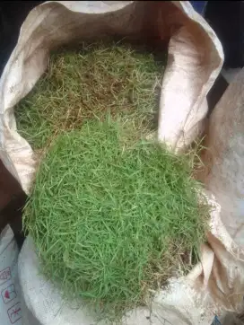 Rumput jepang hijau ready stok