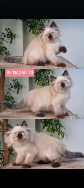 kucing kitten anakan anggora persia ragdoll himalaya mainecoon