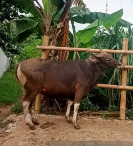 Jual Sapi Qurban Sehat & Siap Kirim – Amanah & Sesuai Syariat