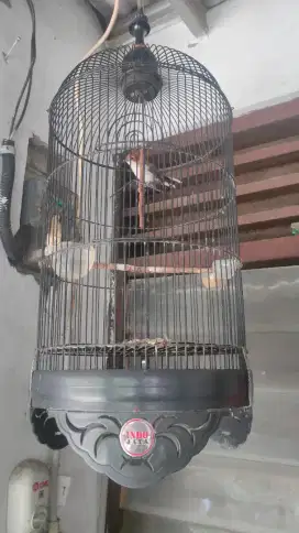 Yuhina masteran handal