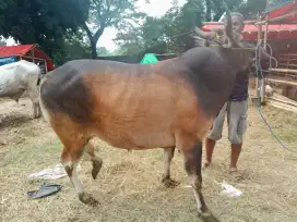 Hewan Sapi Qurban Harga mulai 18jt
