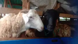 Jual hewan qurban murah terjangkau free ongkir area depok