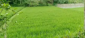 Di jual Sawah Langsung bisa di , Kp. Empang, Campaka - Cianjur Selata