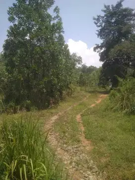 DIJUAL TANAH SUPER MURAH LUAS 8ha DI BOGOR