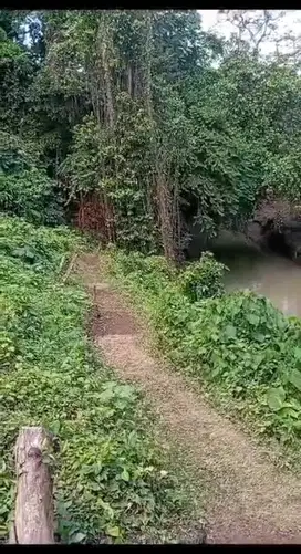 SEWA LOS SUNGAI DI BUWIT LUAS 50 ARE Rp 13 jt/are