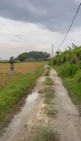 WR-098 tanah sawahtibu biu kerambitan tabanan