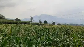 jual lahan bonus kadang ayam dan kebun kopi SHM
