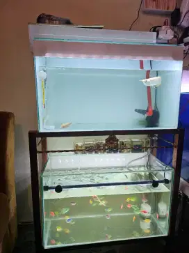 Di jual aquarium 60x30x35 beserta rak dan ikan arowana silver albino