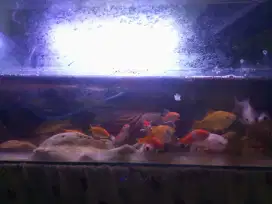 Jual aquarium ikan