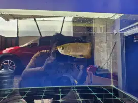 Di jual ikan arowana super Red, serti chip luar, lengkap sehat