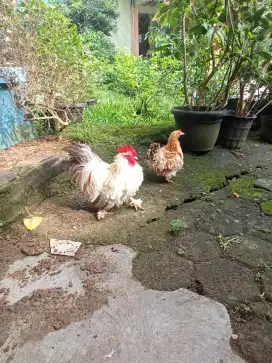 Ayam hias Chocin walik