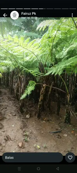 Pohon pakis monyet