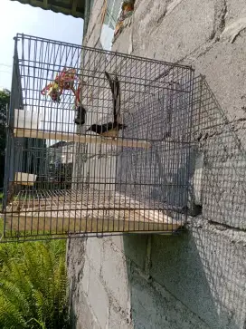 Murai batu ekor panjang bety