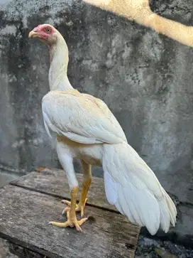Calon indukan betina ekor lidi