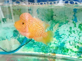 Louhan Golden base