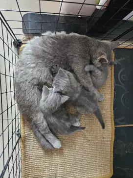 OPEN ADOPSI PURE BSH KITTEN BRITISH SHORT HAIR KUCING