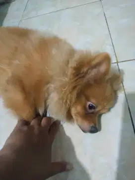 Dijual Dogie Minipom