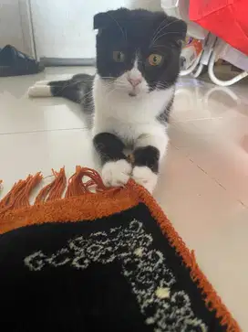 Kucing scootish betina